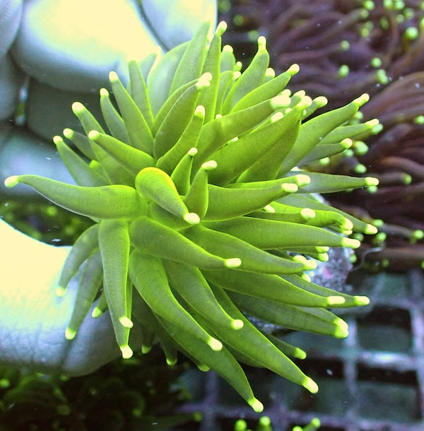 WYSIWYG 408 Fluoro Green Torch 1 Polyp