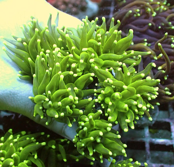 WYSIWYG 409 Fluoro Green Torch 5 Polyps