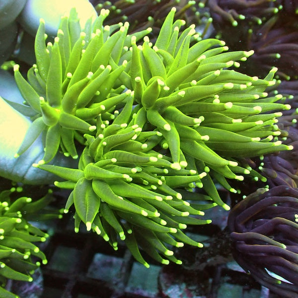 WYSIWYG 410 Fluoro Green Torch 3 Polyps
