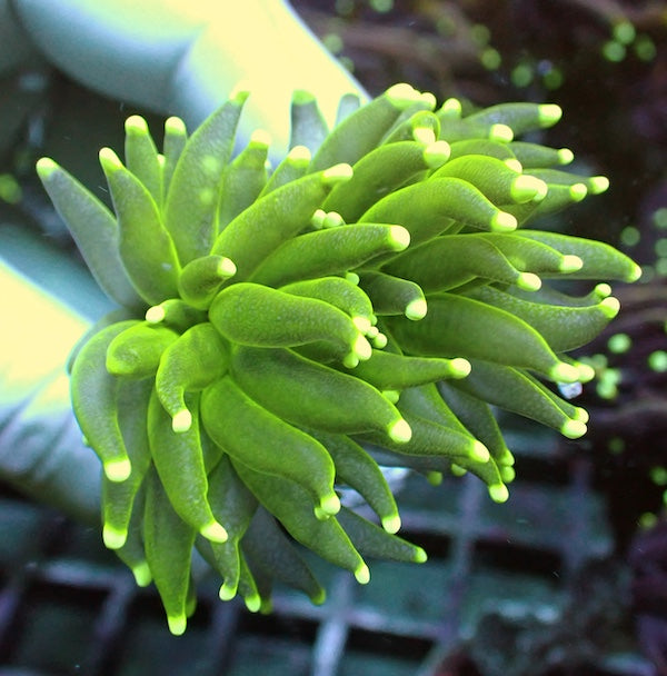 WYSIWYG 411 Fluoro Green Torch 2 Polyps