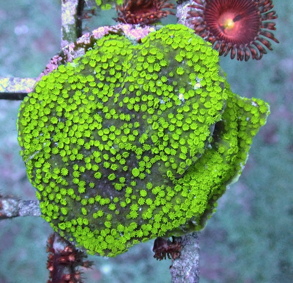 WYSIWYG 408 FRAG CLEARANCE Green Polyp Plating Montipora