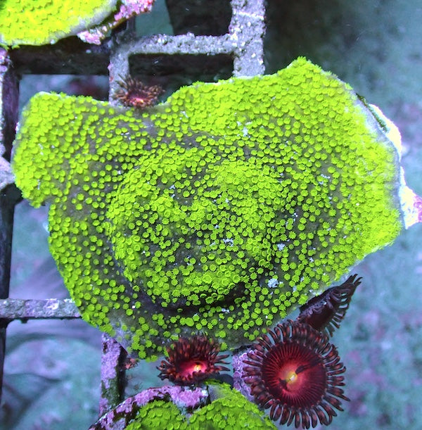 WYSIWYG 403 FRAG CLEARANCE Green Polyp Plating Montipora