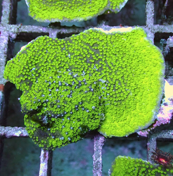 WYSIWYG 52 FRAG CLEARANCE Green Polyp Plating Montipora