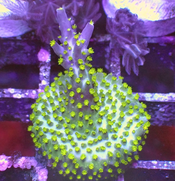 Tricolour Acropora Frag