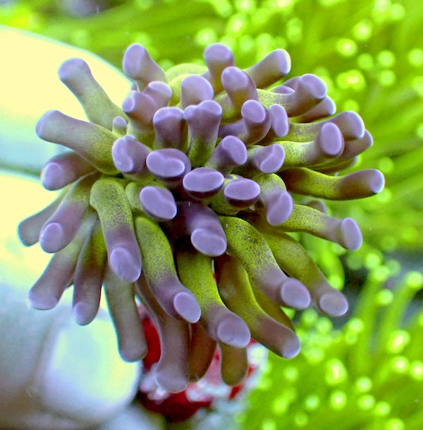 Reverse Branching Hammer 3 Polyps.