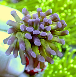 Reverse Branching Hammer 3 Polyps.