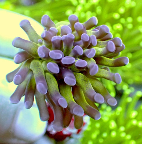 Reverse Branching Hammer 3 Polyps.