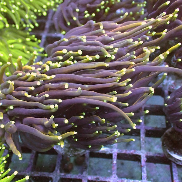 WYSIWYG 12 Dragon Soul Torch 4 Polyps