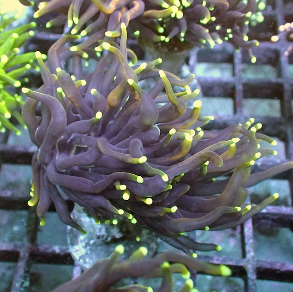 WYSIWYG 13 Dragon Soul Torch 2 Polyps