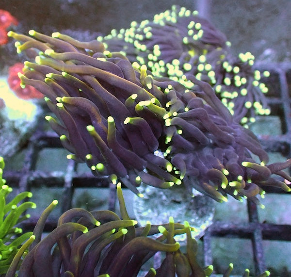 WYSIWYG 14 Dragon Soul Torch 2 Polyps
