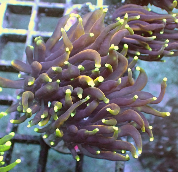 WYSIWYG 15 Dragon Soul Torch 2 Polyps