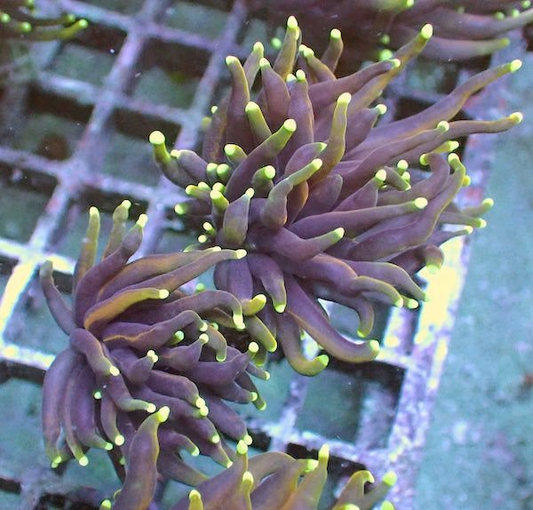 WYSIWYG 16 Dragon Soul Torch 2 Polyps