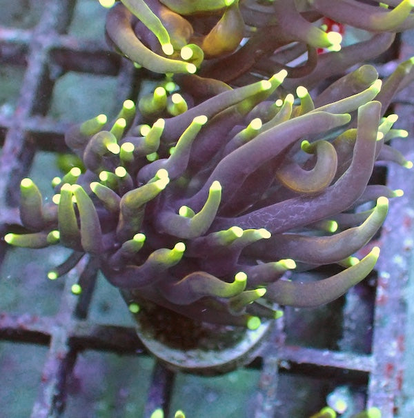 WYSIWYG 17 Dragon Soul Torch 1 polyp