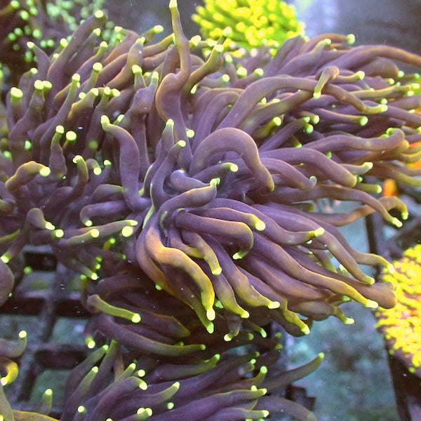 WYSIWYG 18 Dragon Soul Torch 5 Polyps