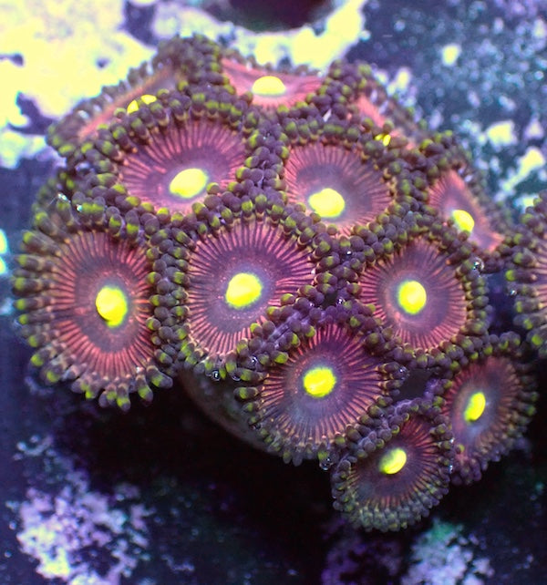 WYSIWYG 137 Cuties Zoa