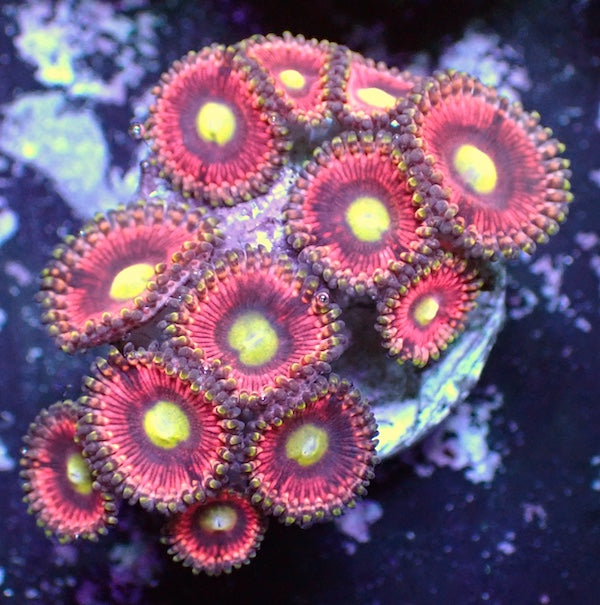 WYSIWYG 122 Cats Eye Zoa