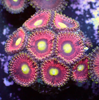 WYSIWYG 123 Cats Eye Zoa