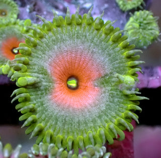 Captain America Palythoa 2 Polyps