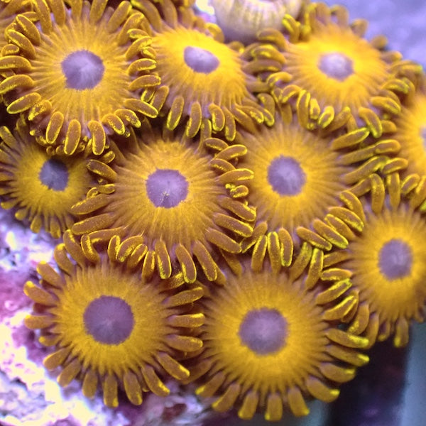 Golden Hornet Zoa 3 Polyps