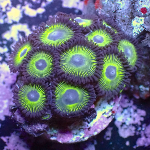 WYSIWYG 152 Mean Green Zoa