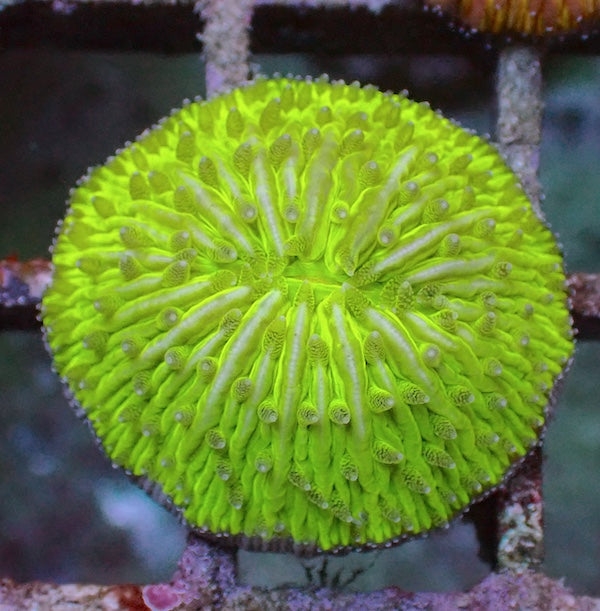 WYSIWYG 326 Fluoro Green Fungia Plate Coral