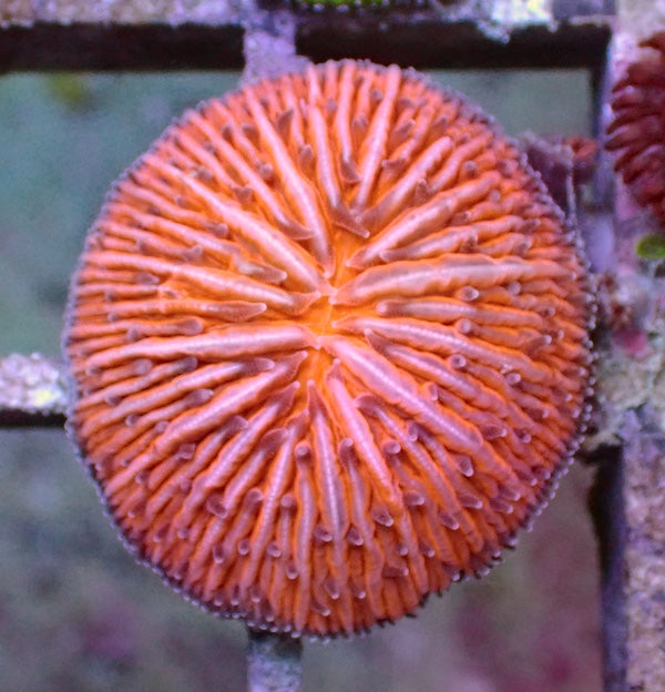 WYSIWYG 327 Fluoro Orange Fungia Plate Coral