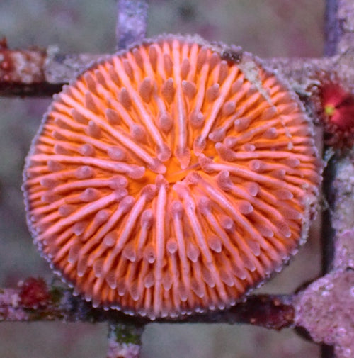 WYSIWYG 329 Fluoro Orange Fungia Plate Coral