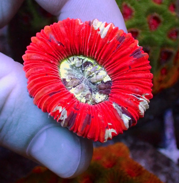 WYSIWYG 53 Red Rim Trachyphyllia