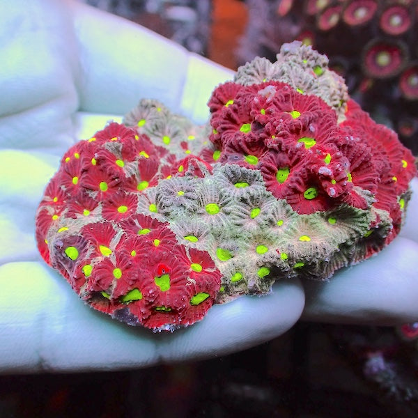 WYSIWYG 2 Red/Turquoise War Coral Favites Colony