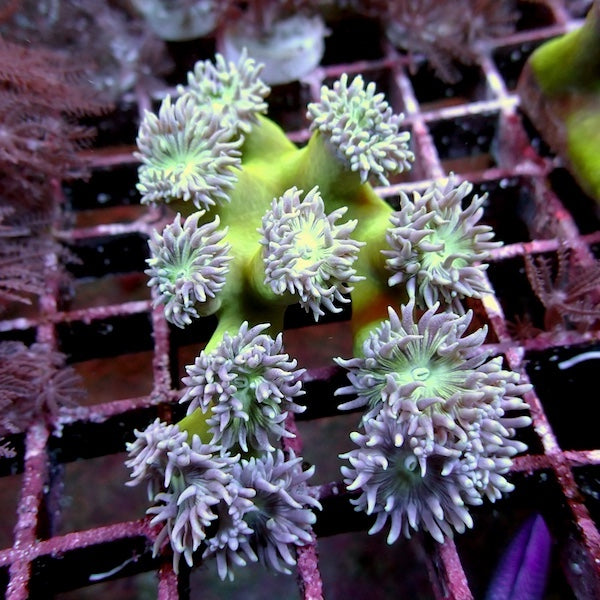 WYSIWYG 125 Fluoro Green Duncan Colony