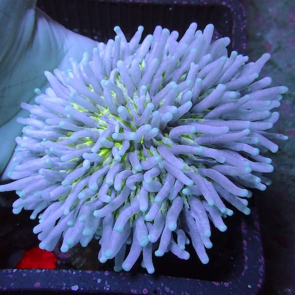 WYSIWYG 17 Fluoro Green Mouth Long Tentacle Plate