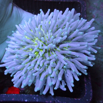 WYSIWYG 17 Fluoro Green Mouth Long Tentacle Plate