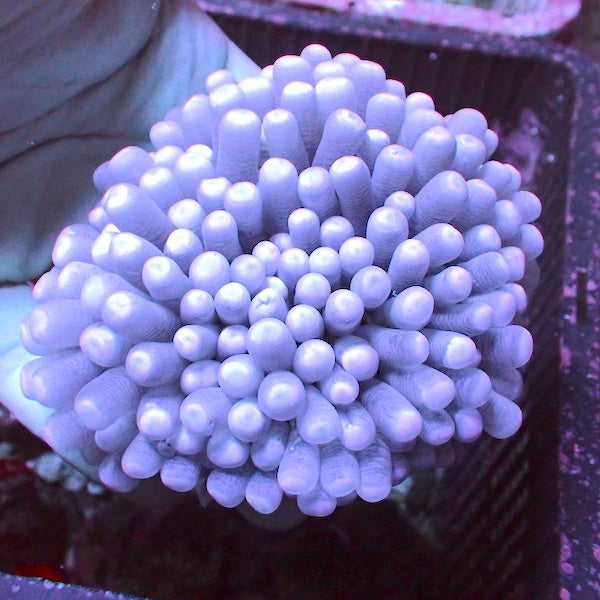 WYSIWYG 20 White Tip Long Tentacle Heliofungia Plate
