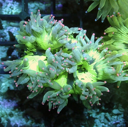 WYSIWYG 293 Fluoro Green Elegance Pink Tip