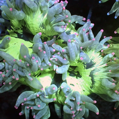 WYSIWYG 293 Fluoro Green Elegance Pink Tip