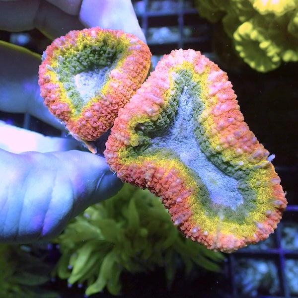 WYSIWYG 369 Rainbow Double Lobophyllia