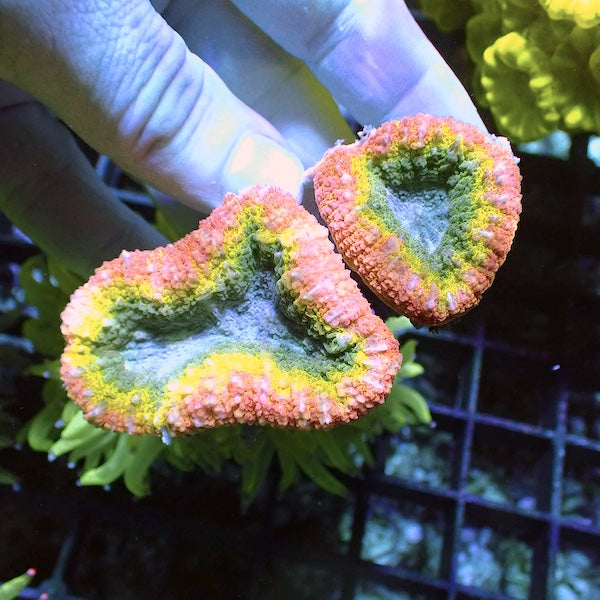 WYSIWYG 369 Rainbow Double Lobophyllia