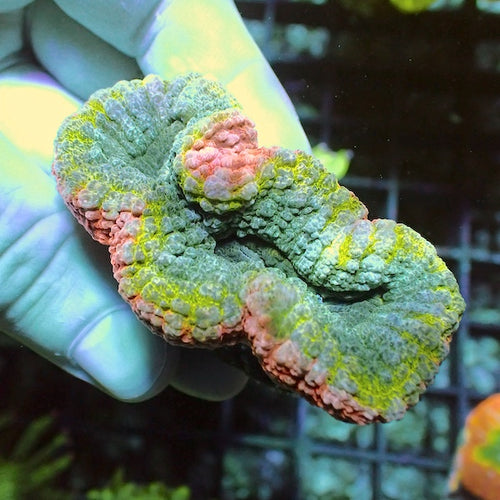 WYSIWYG 397 Rainbow Lobophyllia