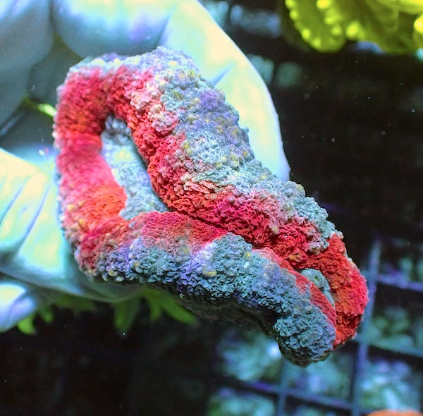 WYSIWYG 375 Red/Blue Lobophyllia