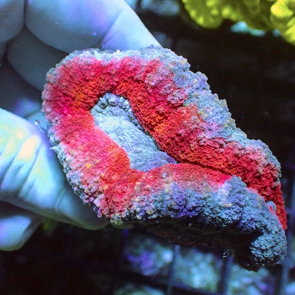 WYSIWYG 375 Red/Blue Lobophyllia