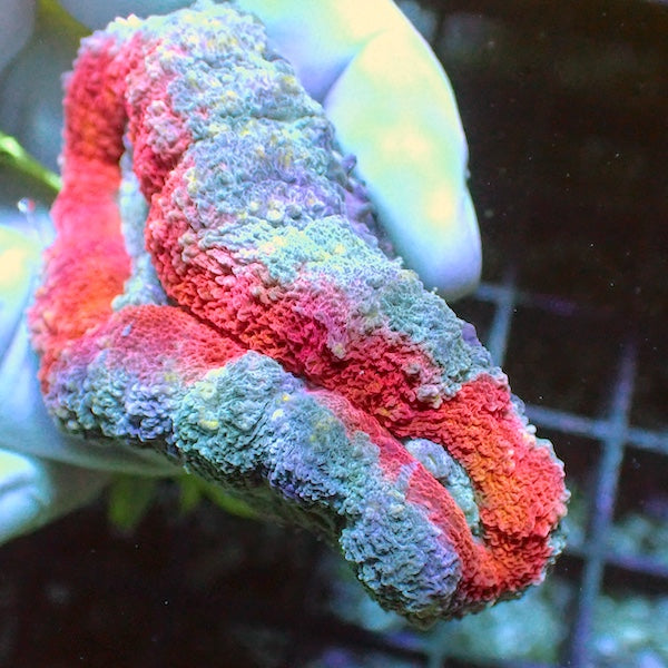 WYSIWYG 375 Red/Blue Lobophyllia