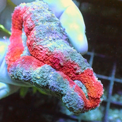 WYSIWYG 375 Red/Blue Lobophyllia
