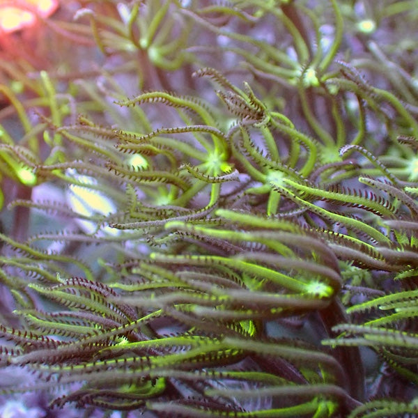 Green Organ Pipe Frag