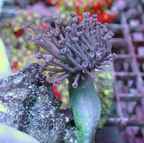Flower Polyp Toadstool