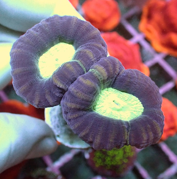 Mint Bullseye Candycane 2 Polyps.
