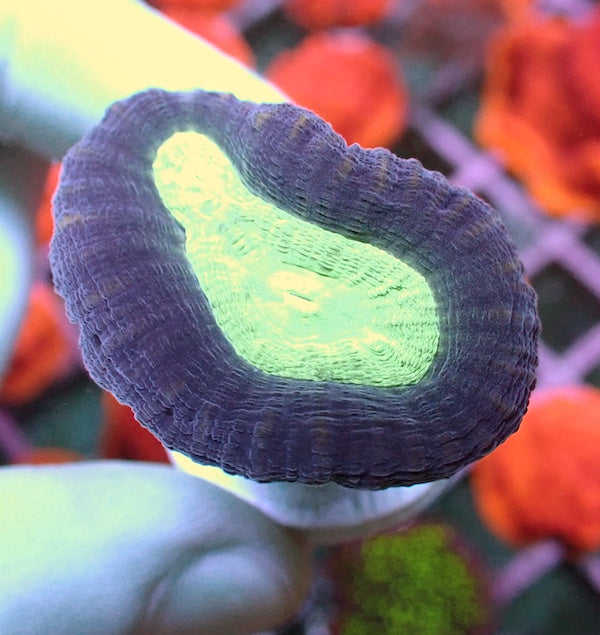 Mint Bullseye Candycane 1 Polyp
