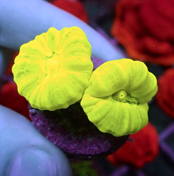 Fluoro Green Candy Cane 2 Polyps