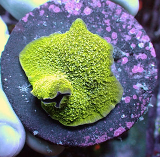 WYSIWYG 151 White Fleck Green Elephant Ear Mushroom