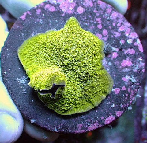 WYSIWYG 151 White Fleck Green Elephant Ear Mushroom