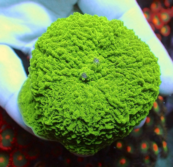 WYSIWYG 152 Fluoro Green Elephant Ear Mushroom